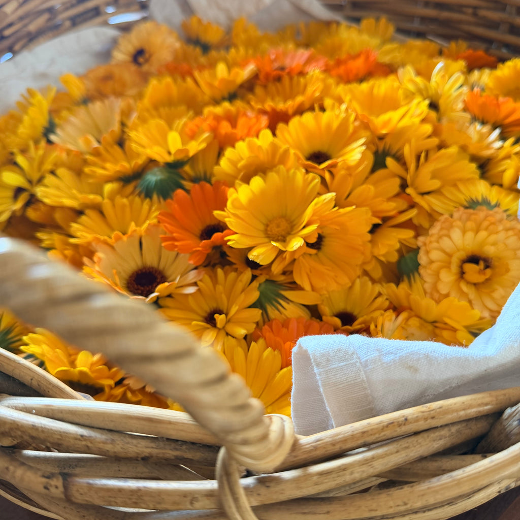 Calendula + Squalane Face Oil