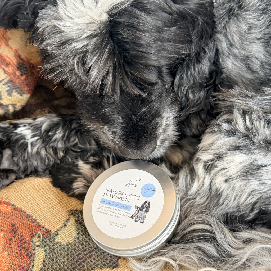 Natural Dog Paw Balm - Calendula + Lavender