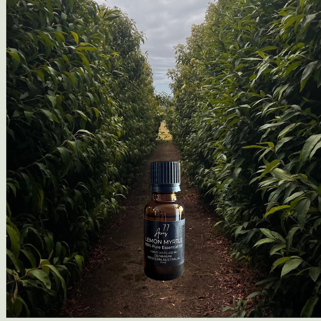 Lemon Myrtle Essential Oil 77 Acres Diffuser Oil Australian Native Botanical 