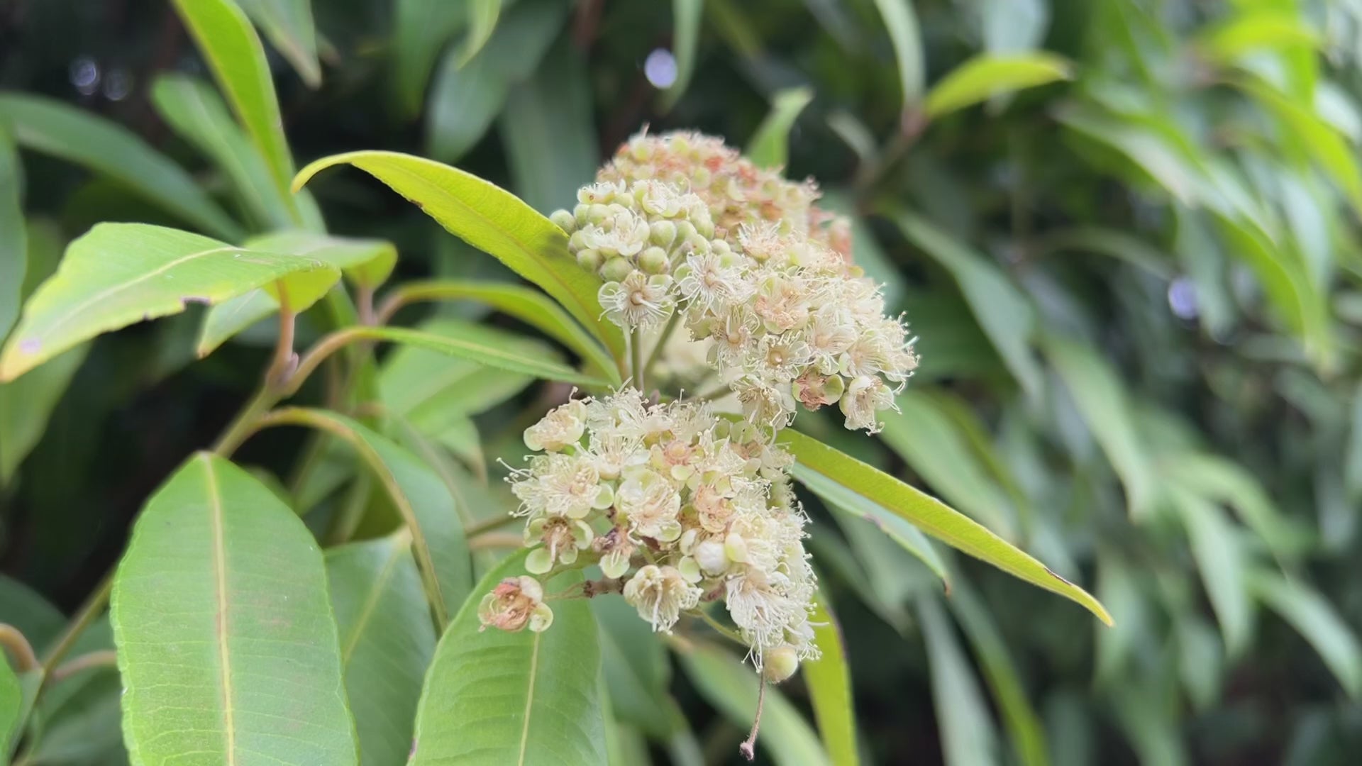Lemon Myrtle Flowers